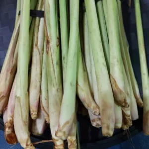 Lemon Grass Plants Live - 15 Rooted Stalks - Herb - Indoor/Outdoor Planting