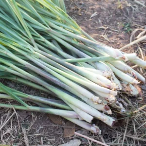 Lemon Grass Plants Live - 15 Rooted Stalks - Herb - Indoor/Outdoor Planting