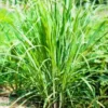 Lemongrass Plant 2 Stalks Live - Fresh Herb Plants for Outside Planting