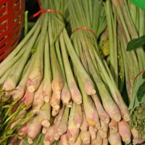 Lemongrass Plant 2 Stalks Live - Fresh Herb Plants for Outside Planting