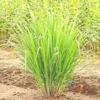 Lemongrass Plant 2 Stalks Live - Fresh Herb Plants for Outside Planting