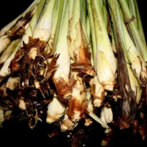 Lemongrass Plant 2 Stalks Live - Fresh Herb Plants for Outside Planting