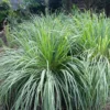 Lemongrass Stalks - 5 Rooted Cymbopogon Citratus Plants 6-8 Inch - Herb Garden