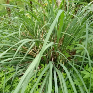 Lemongrass Stalks - 5 Rooted Cymbopogon Citratus Plants 6-8 Inch - Herb Garden