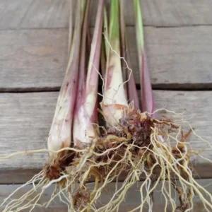 Lemongrass Stalks - 5 Rooted Cymbopogon Citratus Plants 6-8 Inch - Herb Garden