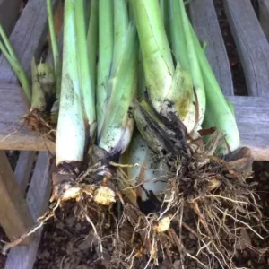 Lemongrass Stalks - 5 Rooted Cymbopogon Citratus Plants 6-8 Inch - Herb Garden