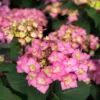 Let's Dance Can Do Hydrangea Bush 4 inch Pot Reblooming