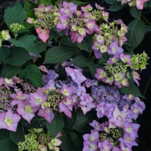 Let's Dance Can Do Hydrangea Bush 4 inch Pot Reblooming