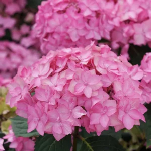 Let's Dance Can Do Hydrangea Bush 4 inch Pot Reblooming
