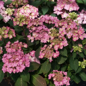 Let's Dance Can Do Hydrangea Bush 4 inch Pot Reblooming