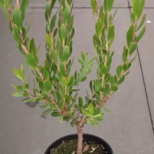 Leucadendrons Hybrid Live Plant - Evergreen Shrub - 15 to 20 inch - Gold and Pink Foliage