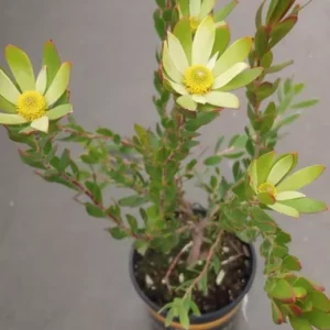 Leucadendrons Hybrid Live Plant - Evergreen Shrub - 15 to 20 inch - Gold and Pink Foliage