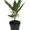 Lily of the Valley Dancing Fairy Tree - Elaeocarpus grandiflorus - 4 Inch Pot - Tropical Flowering