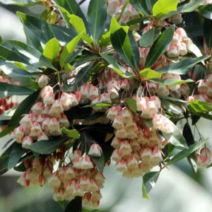 Lily of the Valley Dancing Fairy Tree - Elaeocarpus grandiflorus - 4 Inch Pot - Tropical Flowering