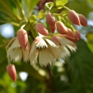 Lily of the Valley Dancing Fairy Tree - Elaeocarpus grandiflorus - 4 Inch Pot - Tropical Flowering