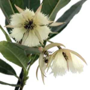 Lily of the Valley Dancing Fairy Tree - Elaeocarpus grandiflorus - 4 Inch Pot - Tropical Flowering