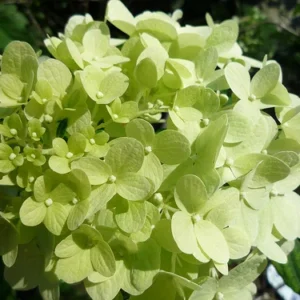 Limelight Hydrangea Plant - Beautiful Colors - 4 Inch Pot - Garden Ready