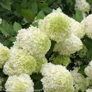 Limelight Hydrangea Plant - Beautiful Colors - 4 Inch Pot - Garden Ready