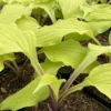 Lipstick Blonde Hosta - 4 Inch Pot - Unique Garden Plant