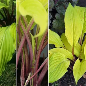 Lipstick Blonde Hosta - 4 Inch Pot - Unique Garden Plant