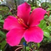 Lipstick Hibiscus - Hardy Hibiscus Live Plants - 1 Gallon Pot - Tropical Blooms - Easy Care Garden Plant