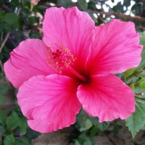 Lipstick Hibiscus - Hardy Hibiscus Live Plants - 1 Gallon Pot - Tropical Blooms - Easy Care Garden Plant