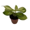 Lisa Australis Hoya - Exotic Plant - 2" Pot - Fragrant Blooms