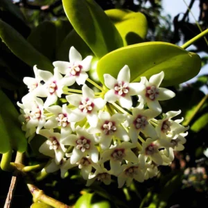 Lisa Australis Hoya - Exotic Plant - 2