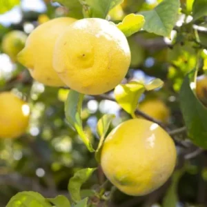 Lisbon Lemon Tree - Live Citrus Plant - 2 to 3 Ft - Grafted Yellow Lemon Fruit Tree
