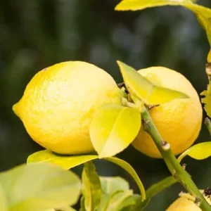 Lisbon Lemon Tree - Live Citrus Plant - 2 to 3 Ft - Grafted Yellow Lemon Fruit Tree