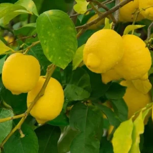 Lisbon Lemon Tree - Live Citrus Plant - 2 to 3 Ft - Grafted Yellow Lemon Fruit Tree
