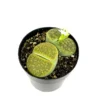 Lithops Lesliei Albinica Rare Living Stones Succulent 2.5 inch Pot