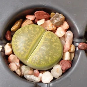 Lithops Lesliei Albinica Rare Living Stones Succulent 2.5 inch Pot