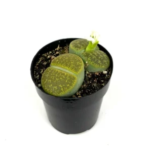 Lithops Lesliei Albinica Rare Living Stones Succulent 2.5 inch Pot