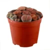Lithops Salicola Mimicry Succulents - 2.5" Potted Living Stone Plant