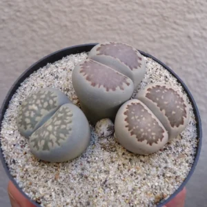 Lithops Salicola Mimicry Succulents - 2.5