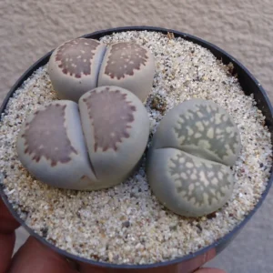 Lithops Salicola Mimicry Succulents - 2.5