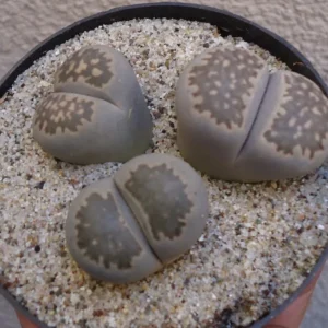 Lithops Salicola Mimicry Succulents - 2.5