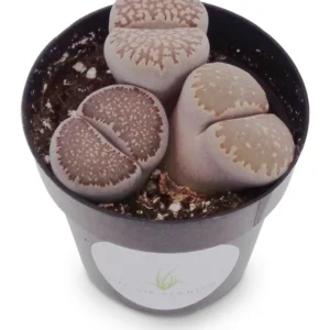 Lithops Salicola Mimicry Succulents - 2.5