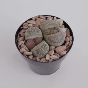 Lithops Salicola Mimicry Succulents - 2.5