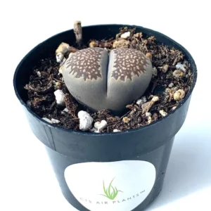 Lithops Salicola Mimicry Succulents - 2.5