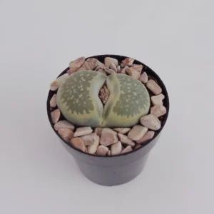 Lithops Salicola Mimicry Succulents - 2.5
