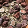 Lithops Soil Blend 3 Lb Bag Fast Draining Mix for Succulents & Cacti
