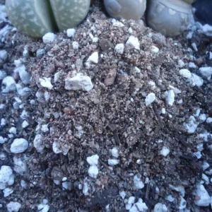 Lithops Soil Blend 3 Lb Bag Fast Draining Mix for Succulents & Cacti