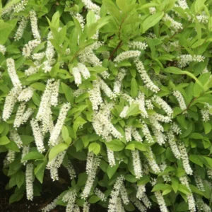 Little Henry Sweetspire Shrub - 4 inch Pot - Itea Virginica Plant