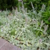 Little Lamb Stachys byzantina Perennial Quart Pot - Groundcover Plant