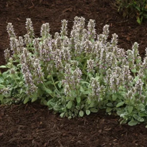 Little Lamb Stachys byzantina Perennial Quart Pot - Groundcover Plant