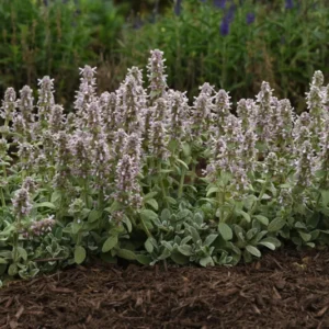 Little Lamb Stachys byzantina Perennial Quart Pot - Groundcover Plant