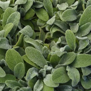 Little Lamb Stachys byzantina Perennial Quart Pot - Groundcover Plant