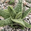 Little Warty Succulent Plant - Gasteria - 2.5 Inch Pot - Unique Textured Succulent